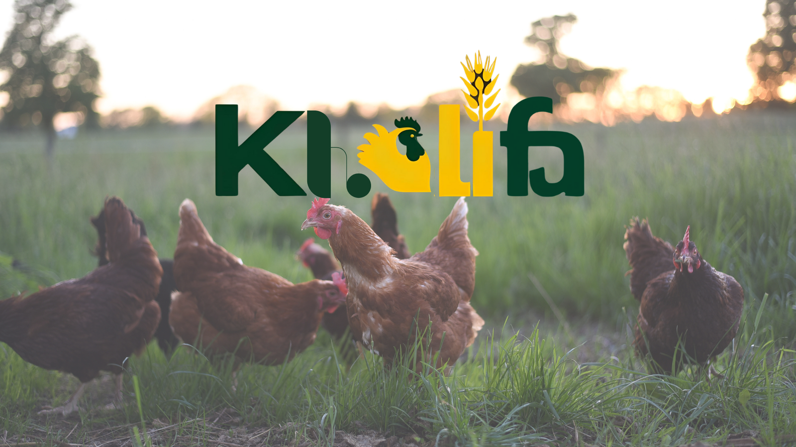 شركة خليفة للأعلاف والدواجن